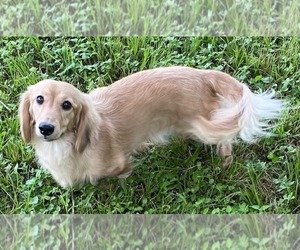 Dachshund Dog Breeder near TOMBALL, TX, USA