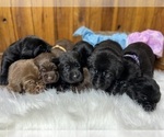 Small #64 Breeder Profile image