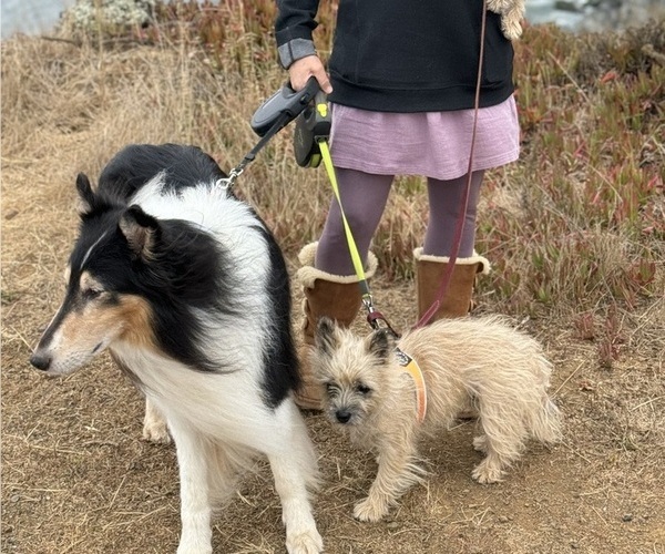 Medium Photo #37  Breeder Profile in FAIR OAKS, CA, USA