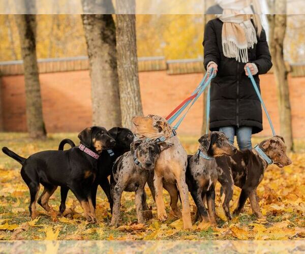 Medium Photo #1  Breeder Profile in Siauliai, Siauliai, Lithuania