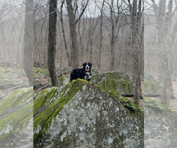 Medium Photo #1  Breeder Profile in NEWBURGH, NY, USA