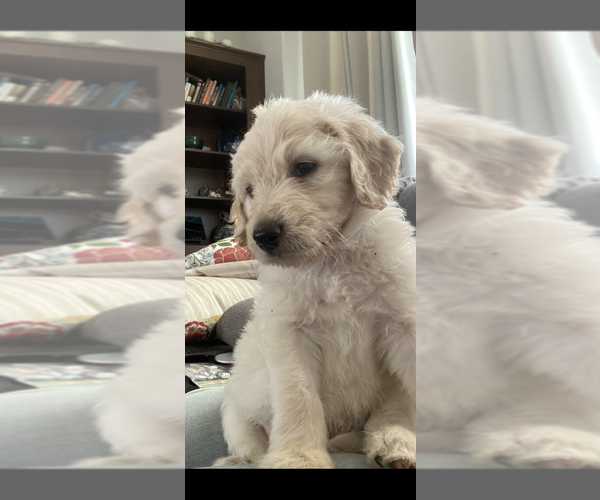 Medium Photo #7  Breeder Profile in PEYTON, CO, USA