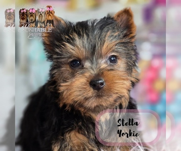 Medium Photo #19  Breeder Profile in ADDISON, IL, USA
