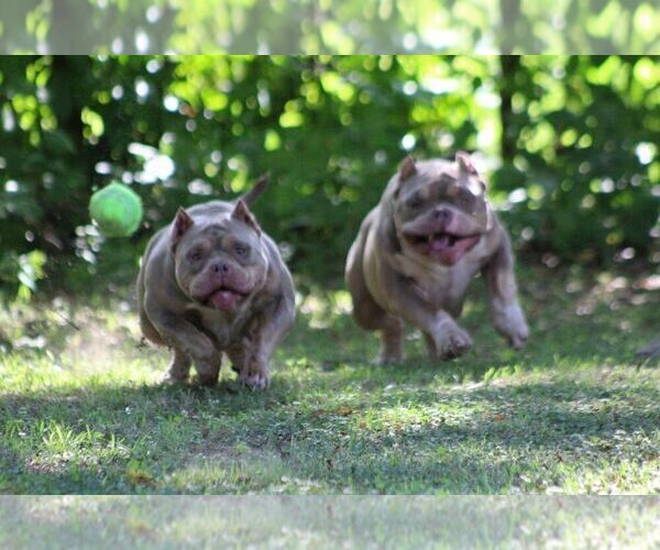 Medium Photo #3  Breeder Profile in MOUNT OLIVE, AL, USA