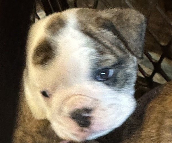 Medium Photo #13  Breeder Profile in SALEM, OR, USA