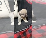 Small #6 Breeder Profile image