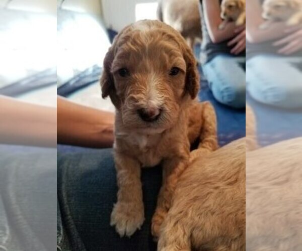 Medium Photo #1  Breeder Profile in WOODS CROSS, UT, USA