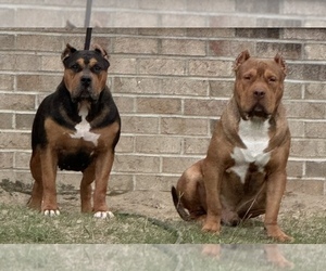 American Bully Dog Breeder near GREENVILLE, NC, USA