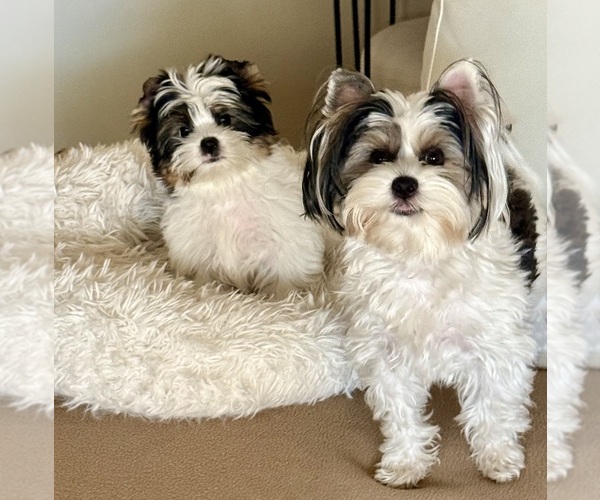 Medium Photo #18  Breeder Profile in PLANO, TX, USA