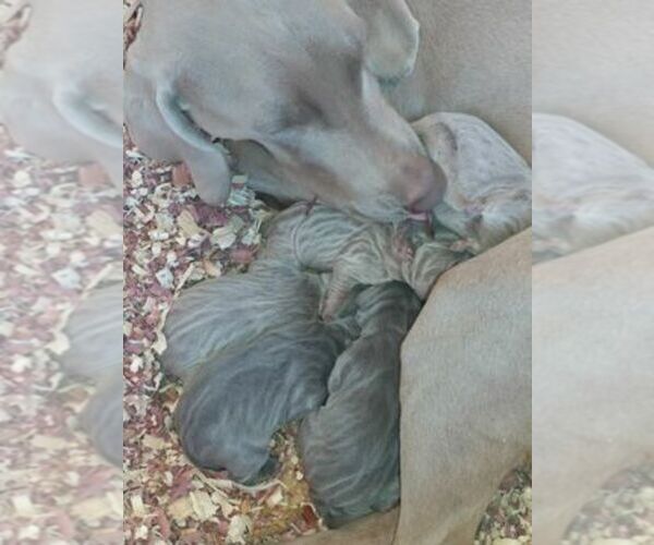 Medium Photo #1  Breeder Profile in ALBUQUERQUE, NM, USA