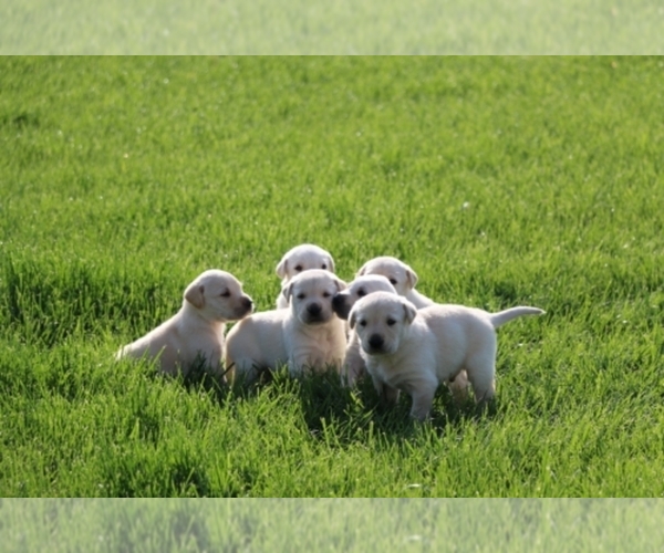 Medium Photo #1  Breeder Profile in Oakland, NE, USA