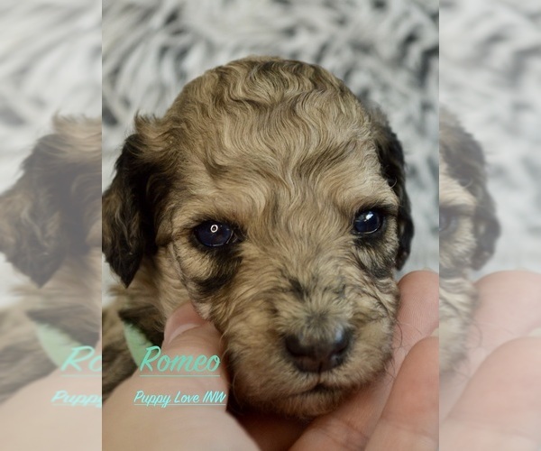 Medium Photo #7  Breeder Profile in POST FALLS, ID, USA