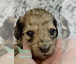 Small #6 Breeder Profile image