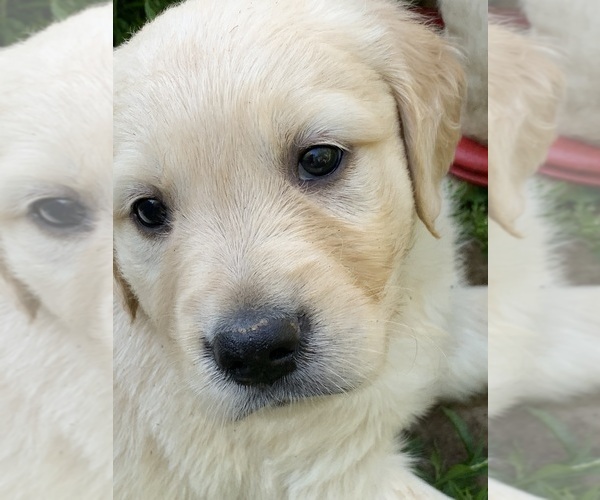 Medium Photo #11  Breeder Profile in LAKE GEORGE, NY, USA