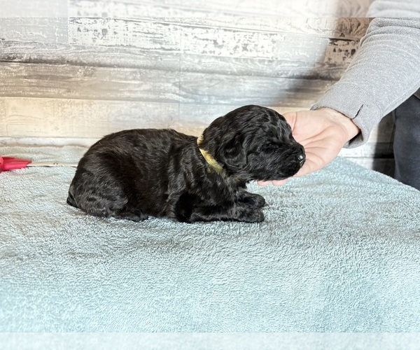 Medium Photo #1  Breeder Profile in TOPEKA, KS, USA
