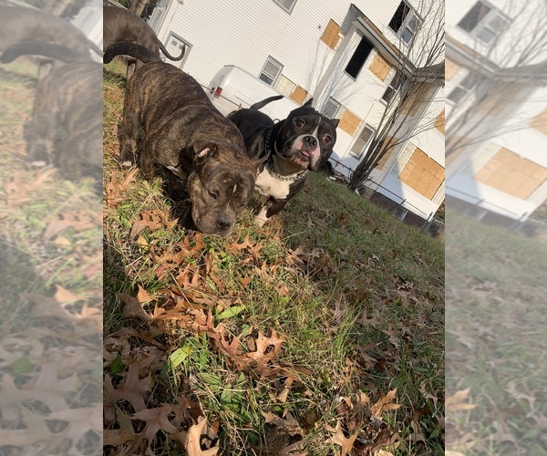 Medium Photo #45  Breeder Profile in ORANGE, NJ, USA