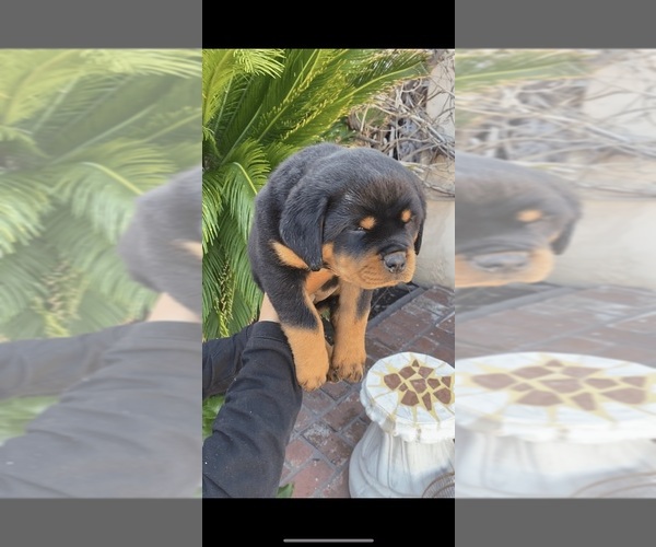 Medium Photo #5  Breeder Profile in SYLMAR, CA, USA