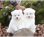 Small #14 Breeder Profile image