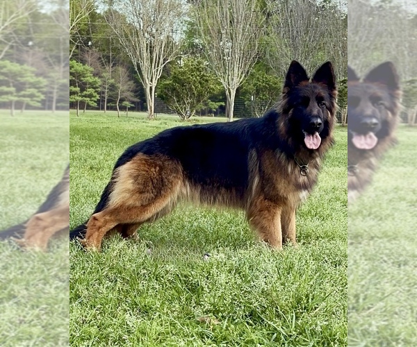 Medium Photo #21  Breeder Profile in COVINGTON, LA, USA