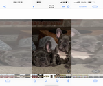 Small #2 Breeder Profile image