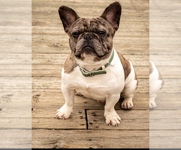 Medium Photo #1  Breeder Profile in BREMERTON, WA, USA