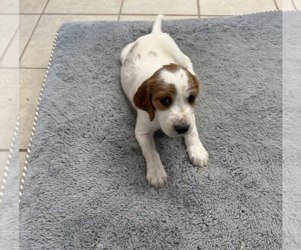 Medium Photo #3  Breeder Profile in MILES, TX, USA