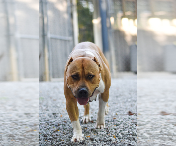 Medium Photo #16  Breeder Profile in GOSHEN, KY, USA