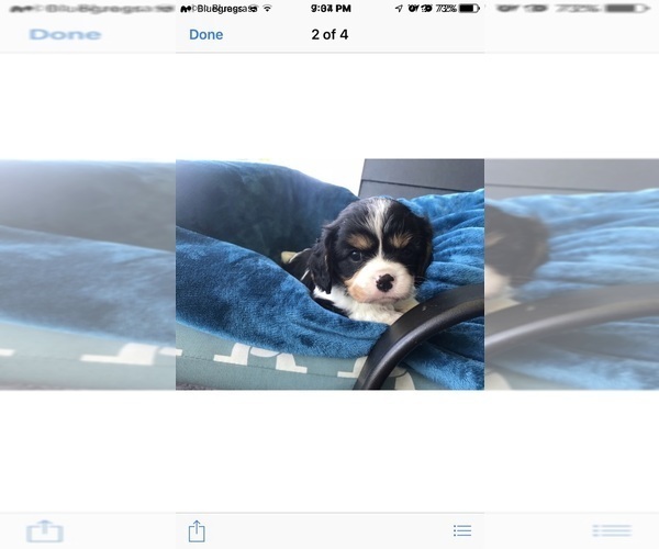 Medium Photo #13  Breeder Profile in PARKERS LAKE, KY, USA