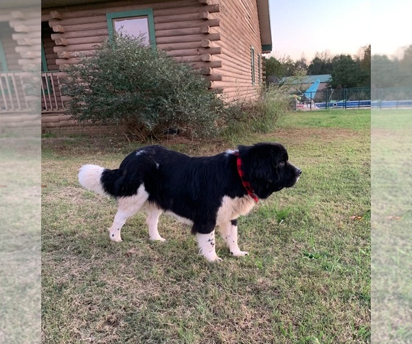 Medium Photo #1  Breeder Profile in WOODRUFF, SC, USA