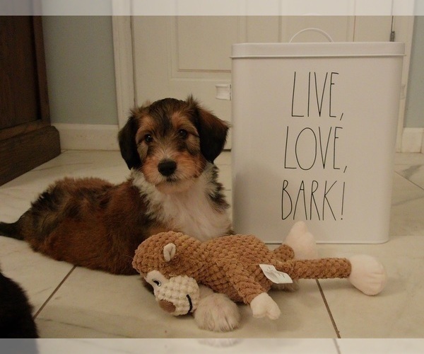 Medium Photo #3  Breeder Profile in PERU, IN, USA