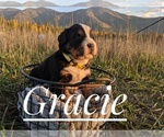 Small Photo #13  Breeder Profile in BONNERS FERRY, ID, USA