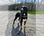 Small Photo #26  Breeder Profile in WALNUT GROVE, MO, USA