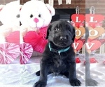 Small breeder photo