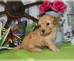 Small #26 Breeder Profile image