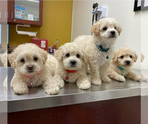 Poodle (Toy) Dog Breeder near OCOEE, FL, USA