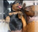 Small #12 Breeder Profile image
