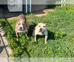 Small #1 Breeder Profile image