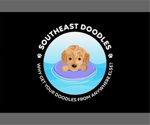 Bernedoodle-Goldendoodle Mix Dog Breeder in MC DONOUGH,  USA