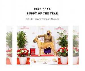 Cane Corso Dog Breeder near BEAVERDAM, VA, USA