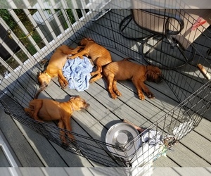 Main photo of Redbone Coonhound Dog Breeder near NEWPORT NEWS, VA, USA