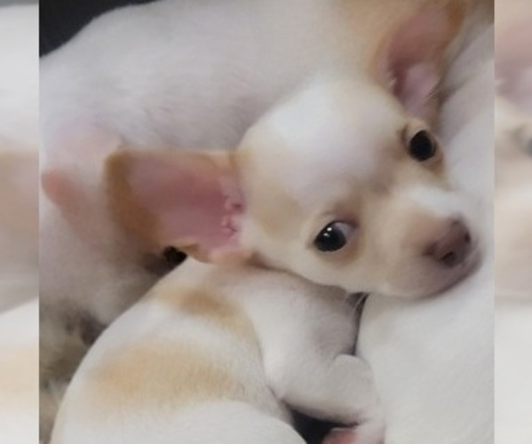 Medium Photo #14  Breeder Profile in ISLETON, CA, USA