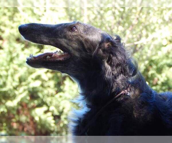 Medium Photo #1  Breeder Profile in LA FAYETTE, GA, USA