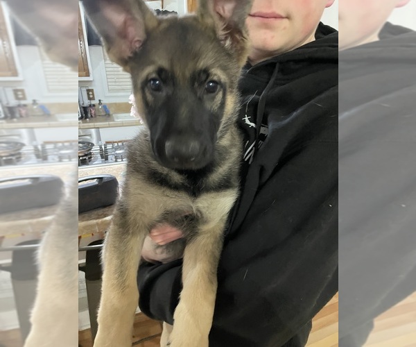 Medium Photo #13  Breeder Profile in MADISON HEIGHTS, VA, USA