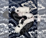 Small breeder photo