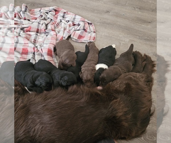 Medium Photo #1  Breeder Profile in MAPLE FALLS, WA, USA