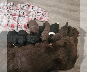 Medium Breeder Profile Photo
