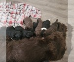 Small breeder photo
