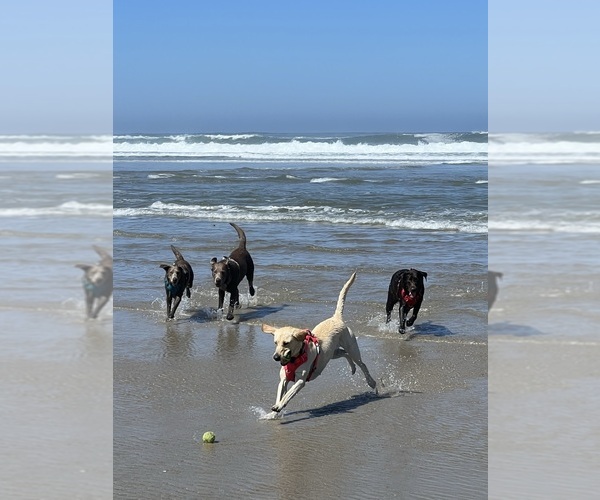 Medium Photo #2  Breeder Profile in EUGENE, OR, USA