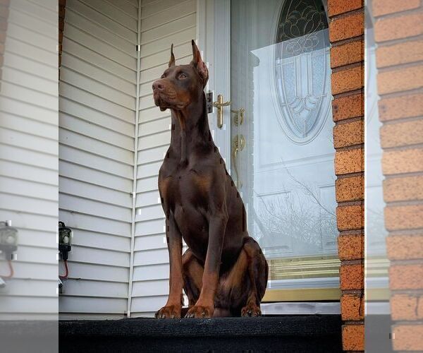 Medium Photo #39  Breeder Profile in FORT LAUDERDALE, FL, USA