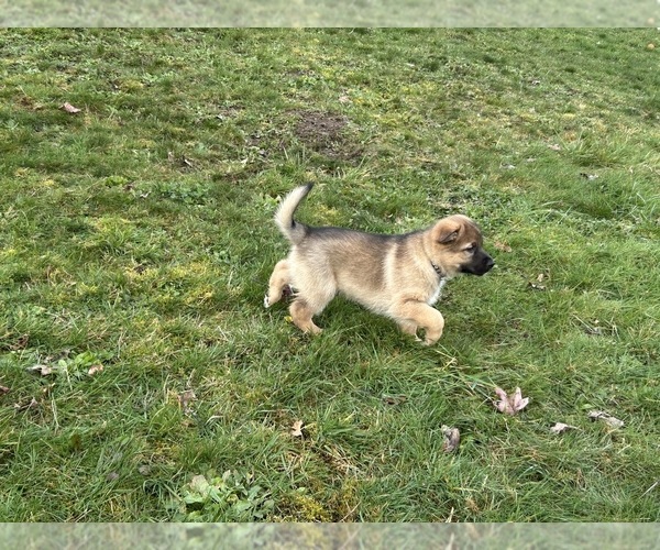 Medium Photo #25  Breeder Profile in DEMING, WA, USA